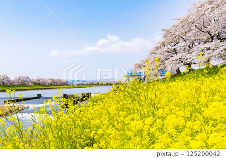 宮城県 大河原町 一目千本桜 宮城県 大河原町 一目千本桜 125200042