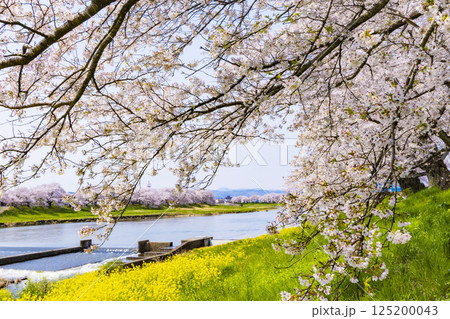 宮城県　大河原町　一目千本桜 125200043