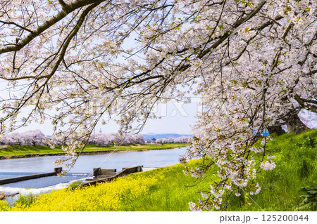 宮城県　大河原町　一目千本桜 125200044