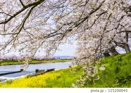 宮城県 大河原町 一目千本桜 宮城県 大河原町 一目千本桜 125200045