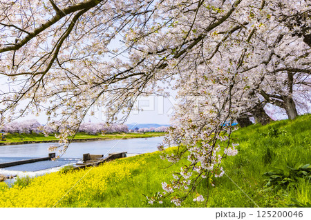 宮城県 大河原町 一目千本桜 宮城県 大河原町 一目千本桜 125200046