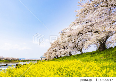 宮城県　大河原町　一目千本桜 125200047