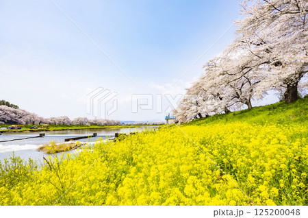 宮城県　大河原町　一目千本桜 125200048