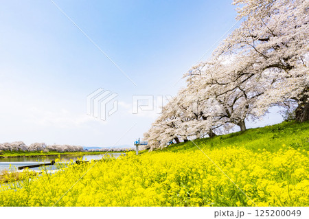 宮城県　大河原町　一目千本桜 125200049