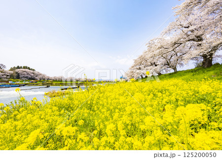 宮城県　大河原町　一目千本桜 125200050