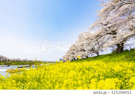 宮城県　大河原町　一目千本桜 125200051