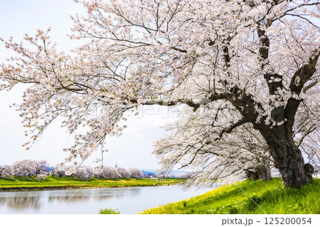 宮城県 大河原町 一目千本桜 宮城県 大河原町 一目千本桜 125200054