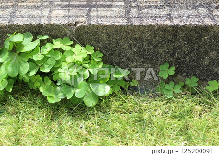人工芝に雑草が生えている 人工芝の庭の手入れ 人工芝とブロック塀の間 かたばみ 人工芝に雑草が生えている 人工芝の庭の手入れ 人工芝とブロック塀の間 かたばみ 125200091
