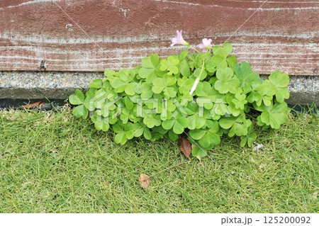 人工芝に雑草が生えている　人工芝の庭の手入れ　人工芝とブロック塀の間　かたばみ 125200092