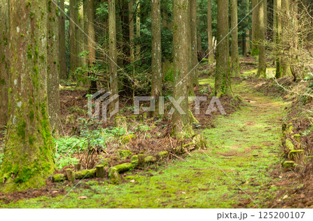 山奥の原生林の遊歩道 125200107