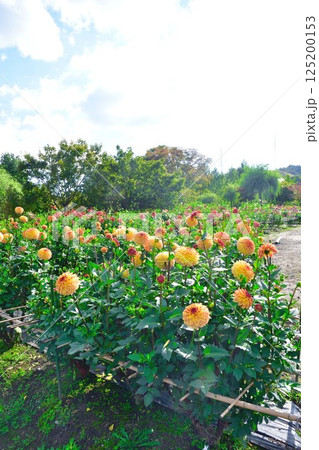 川西ダリア園の美しいダリア（山形県） 125200153