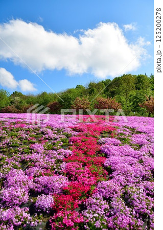 根小屋 花と緑と雪の里 芝桜(新潟県) 根小屋 花と緑と雪の里 芝桜(新潟県) 125200278