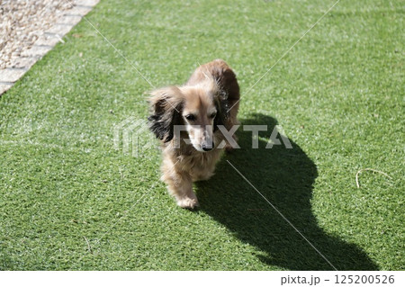 庭の人工芝をノーリードで歩くシニアのミニチュアダックス 125200526