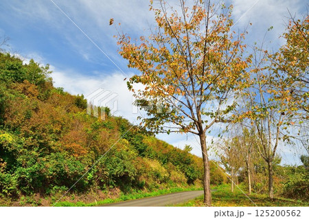 上原高原展望所からの眺望(新潟県) 上原高原展望所からの眺望(新潟県) 125200562