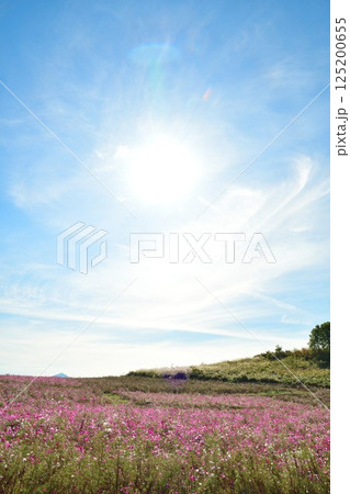 上原高原コスモス園(新潟県) 上原高原コスモス園(新潟県) 125200655