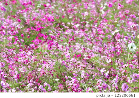 上原高原コスモス園(新潟県) 上原高原コスモス園(新潟県) 125200661