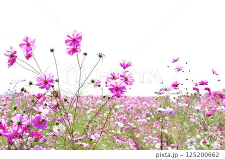 上原高原コスモス園(新潟県) 上原高原コスモス園(新潟県) 125200662