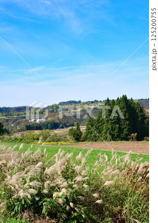 上原高原コスモス園の眺め(新潟県) 上原高原コスモス園の眺め(新潟県) 125200755