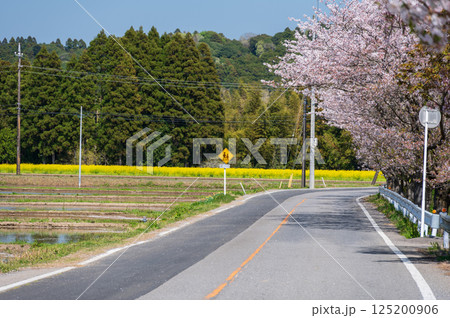 札森さくら街道　桜並木と菜の花畑 125200906