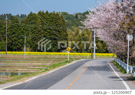 札森さくら街道　桜並木と菜の花畑 125200907