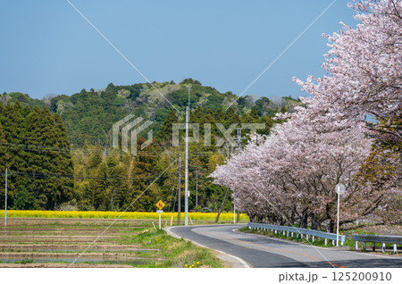 札森さくら街道　桜並木と菜の花畑 125200910