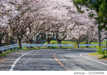札森さくら街道　桜の道 125200988