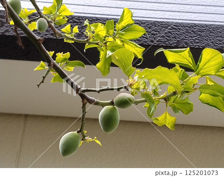 梅の実 青梅 梅の実 青梅 125201073