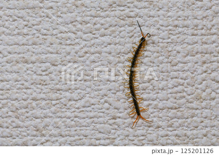 ムカデ出現! ムカデ出現! 125201126