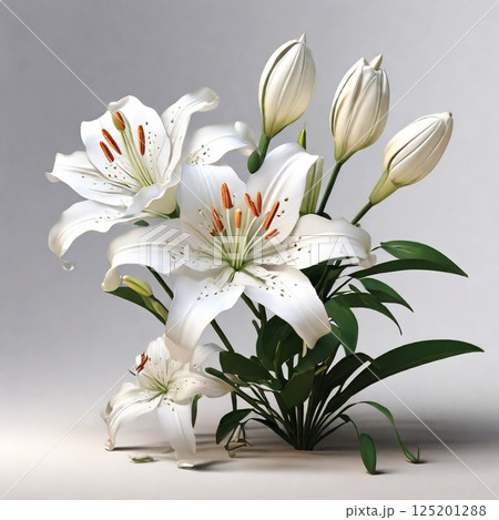 白い花の優雅なフォルム 125201288