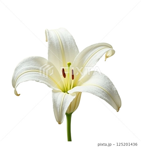 一輪の清楚な百合 125201436