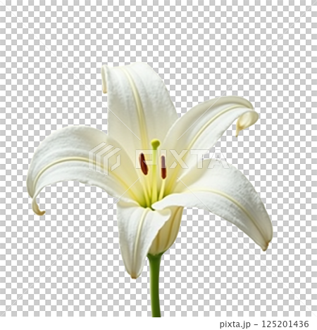 一輪の清楚な百合 125201436