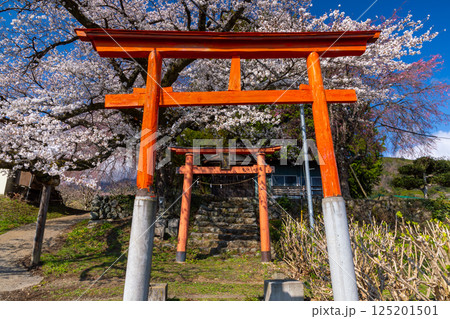 山梨県南アルプス市上宮地　甲府盆地を望む丘陵に建つ桜の神社御崎社の鳥居と満開の桜 125201501
