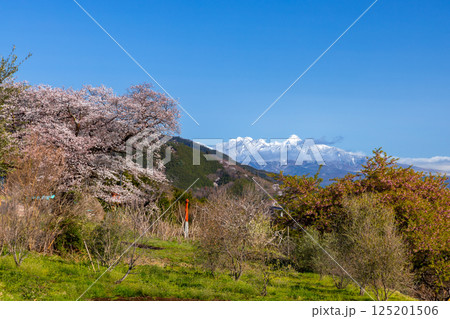 山梨県南アルプス市上宮地　甲府盆地を望む桜の神社御崎社の満開の桜と冠雪した八ヶ岳の景色 125201506