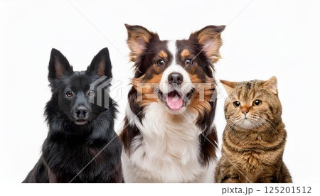 犬と猫のポートレート 125201512