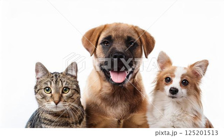 犬と猫のポートレート 125201513