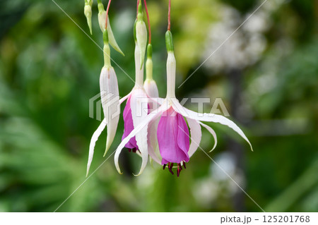 フクシア「デルタス・リエン」 フクシア「デルタス・リエン」 125201768