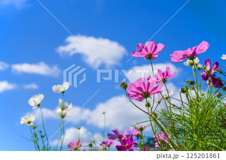 コスモスと青空 125201861