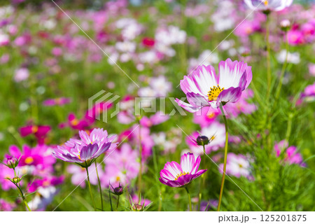 コスモス畑 125201875