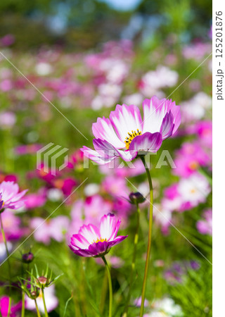コスモス畑 125201876