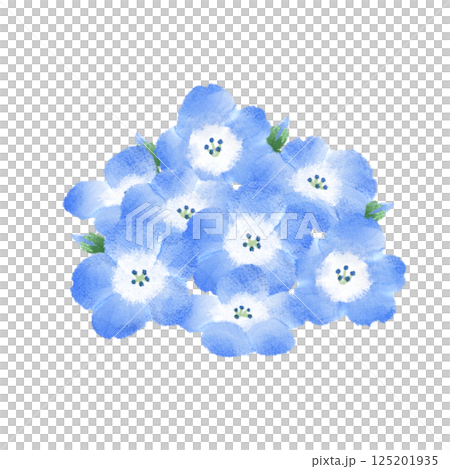Watercolor illustration of a cluster of nemophila 125201935
