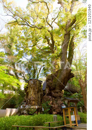 來宮神社　大楠 125201940