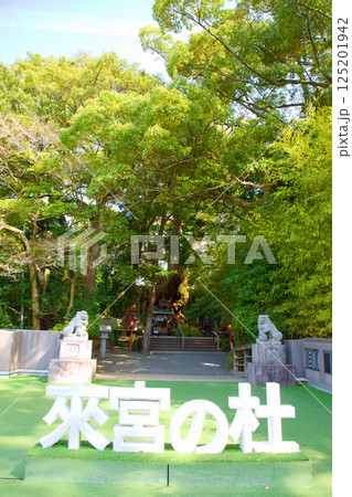 來宮神社　大楠 125201942