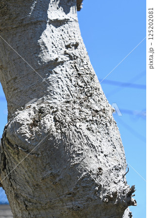 シモクレンの木肌 125202081