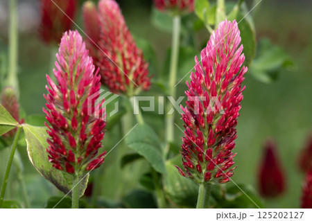 クリムソンクローバー 125202127