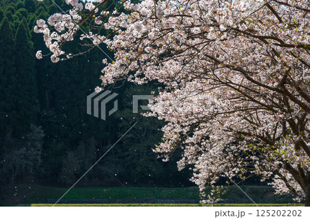 札森の桜 札森の桜 125202202