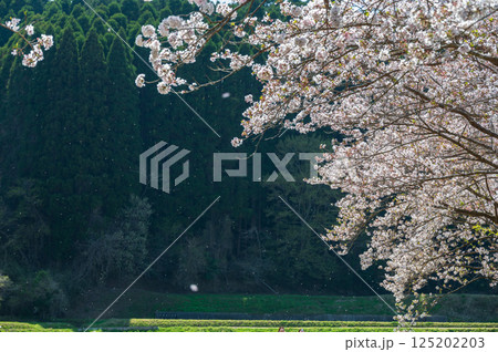 札森の桜 札森の桜 125202203