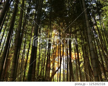 光差し込む竹林 125202316