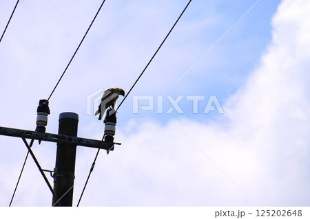 電柱にとまって獲物を探すとんび 電柱にとまって獲物を探すとんび 125202648