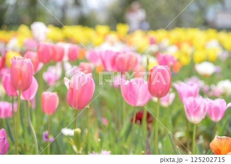チューリップ畑 ピンクのチューリップ 春の花 4月 125202715