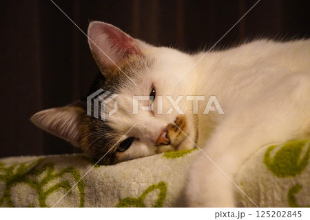 半目の猫 125202845